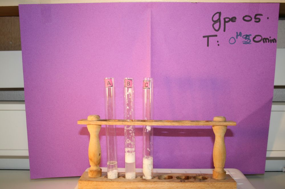 gal/LES_CINQUIEMES/ACTIVITE DIGESTION IN VITRO/Groupe_05/Groupe05_T_00h50min/Groupe05_T_00h_50min_16.JPG